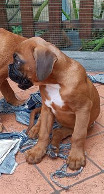 Cuccioli di Razza Boxer - Foto 2
