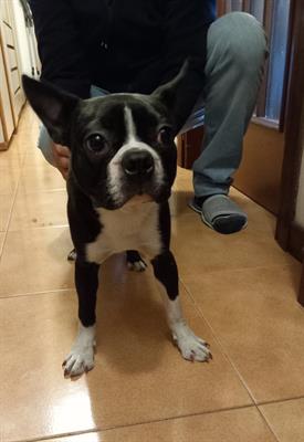 Cuccioli di Boston Terrier