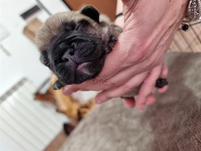 Cuccioli Bouledogue Francese, genitori visibili - Foto 3
