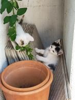 Regaliamo bellissimi gattini