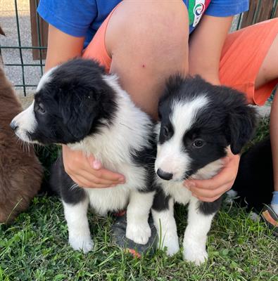 Cuccioli maschi Border collie