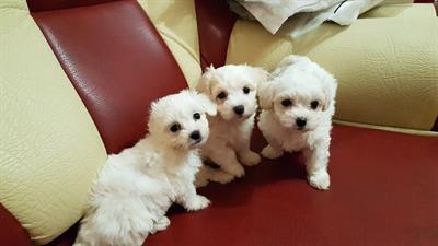 Cuccioli di Maltese toy
