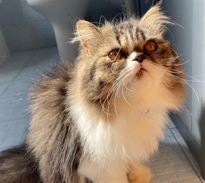 Gatto persiano - Anteprima 1