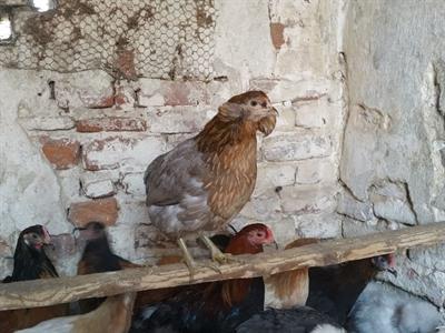 Galline uova colorate araucana, marans, olive egger - Foto 2