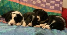 Cuccioli di boder collie - Anteprima 3