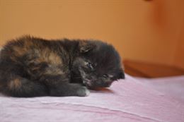 Foto 3 Dolcissimi cuccioli di maine coon