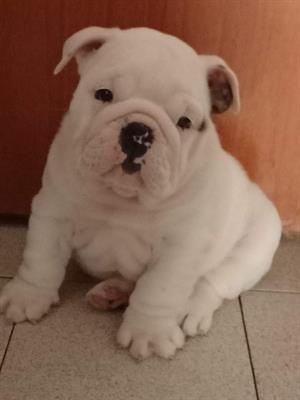 Bulldog inglese