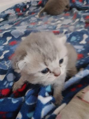 British shorthair