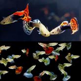 10 guppy bellissimi Assortiti