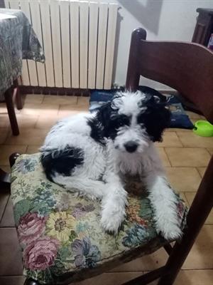 Regalo cuccioli di 3 mesi taglia medio piccola