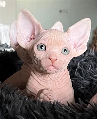 Sphynx cuccioli con pedigree - Foto 2