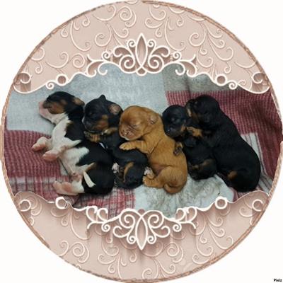 Cavalier King con Pedigree ENCI
