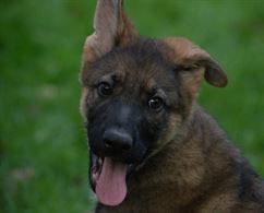 Foto 4 Cucciolo Razza Pastore Tedesco