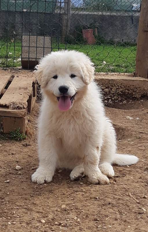 Pastore Razza maremmano abruzzese - Cani a Roma | AAAnnunci.it