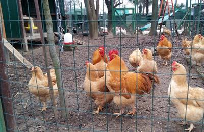 UOVA FERTILI ROBUSTA LIONATA