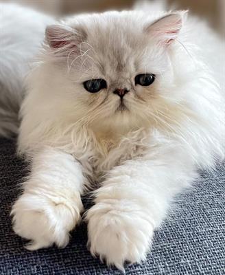 VENDITA GATTO PERSIANO