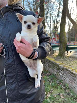 Cucciola di chihuahua