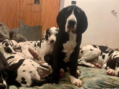 Cuccioli di prestigiosa genealogia