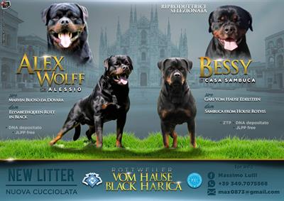 Cuccioli rottweiler