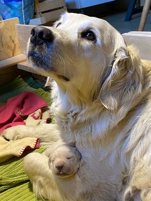 Golden retriever cuccioli