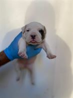 Foto 3 CUCCIOLI DI AMERICAN BULLY POCKET