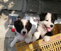 Cuccioli di border collie