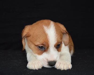 Jack Russell Terrier - Cuccioli Altamente Selezionati, modello B - Foto 5
