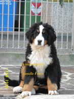 Bovaro del Bernese Cuccioli con Pedigree