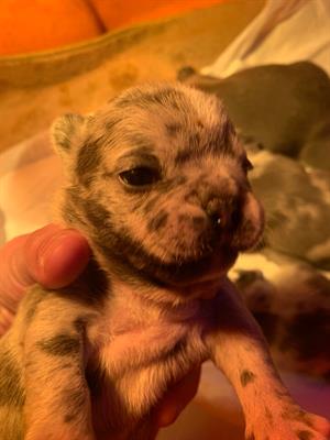 Bulldog francese esotico - Foto 2