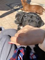 Cuccioli di pitbull - nati 3/02