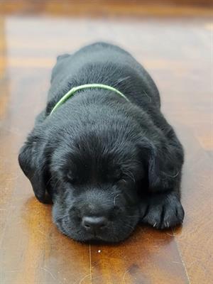Cuccioli Razza Labrador Nero e Choco con pedigree, color marrone - Anteprima 1