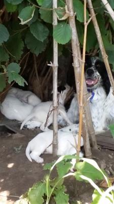 Cuccioli di setter