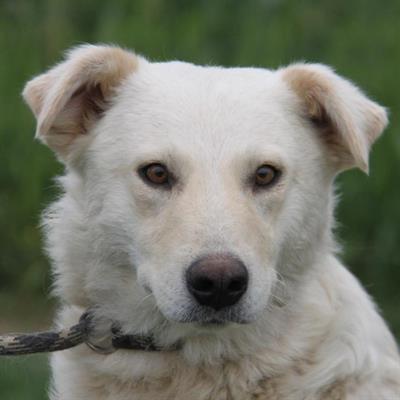 CITA Mix Maremmano F cerca casa