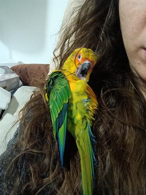 Bellissimo cucciolo di Conuro del Sole