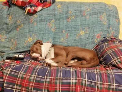 Mi chiamo Bad sono un Pitbul di 4