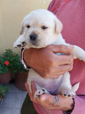 Cuccioli Razza Labrador, color miele - Foto 2