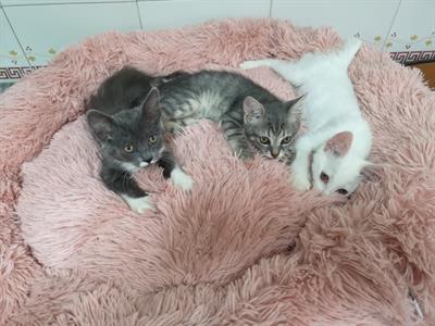 Gattini mix persiano certosino - Anteprima 2