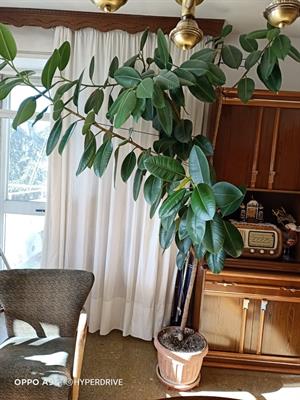 PIANTA DI FICUS - Foto 5