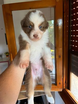 Vendita cuccioli pastore australiano