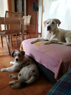 Foto 3 Pensione per 4 zampe