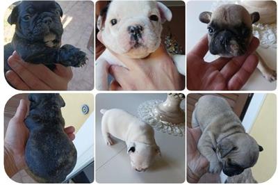 Vendo cuccioli buldog francese - Foto 3