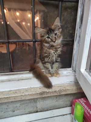 Cucciola maine coon