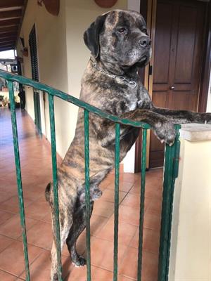 Cuccioli Cane Corso