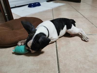 Cucciolo Razza bulldog francese - Foto 2