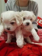 Foto 2 Disponibili cuccioli di Razza maltese