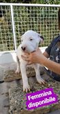 Cuccioli - Selezione amatoriale cede per recupero - Anteprima 1