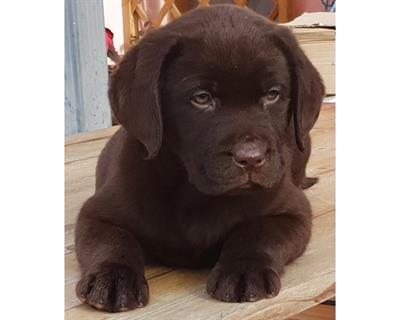 Cuccioli Razza labrador cioccolato con Pedigree - Foto 5