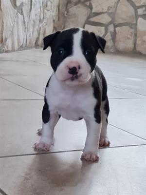 Cuccioli Pitbull