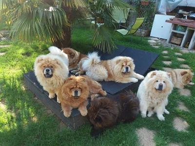 Cuccioli Chow Chow
