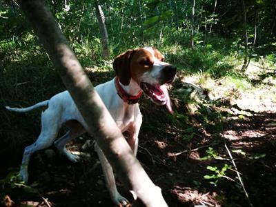 Pointer Inglese femmina da ferma